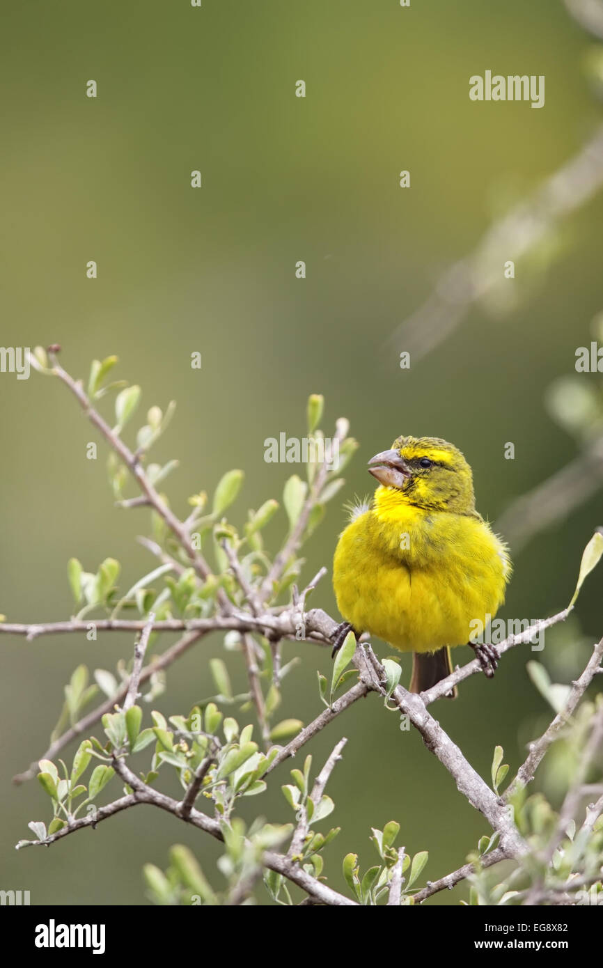Schwefel Kanarienvogel (Serinus Sulphuratus) sitzt in einem Busch in Amakhala Game Reserve, Eastern Cape, Südafrika. Stockfoto