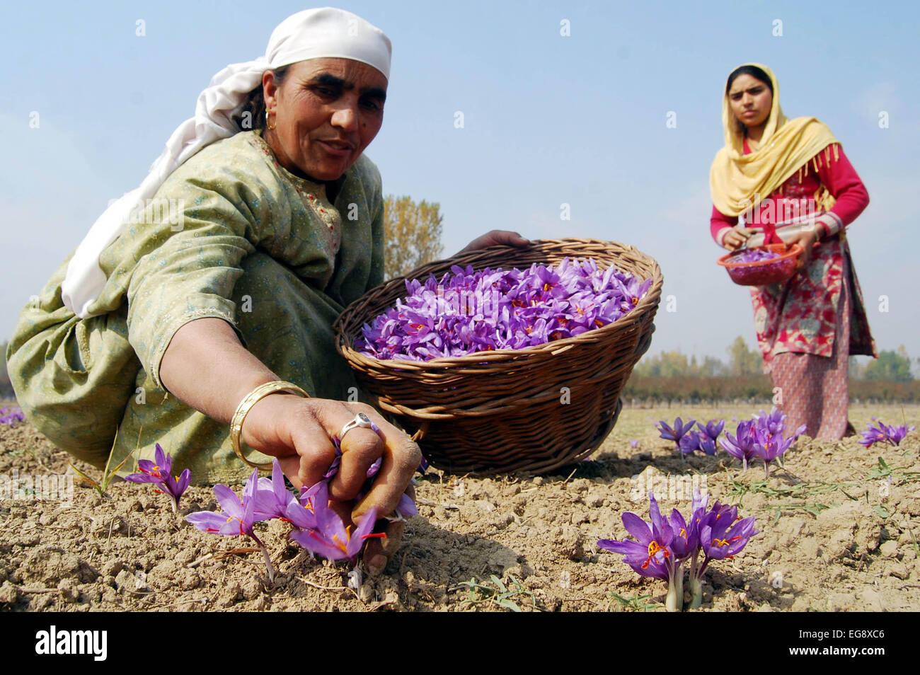 Kashmiri Bauern sammeln Safran von ihren Feldern in Pampore am Stadtrand von Srinagar als die Saison der Anbau von der Stockfoto