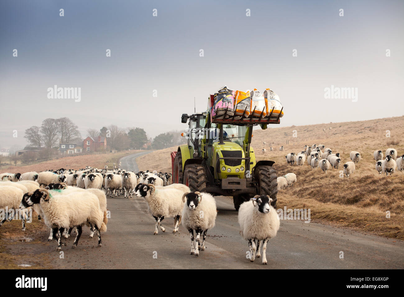 Landwirt grüne Traktor bringen zusätzliche Säcke mit Cob Winter Futter für Swaledale Schafen auf der North Yorkshire Moors Goathland Stockfoto