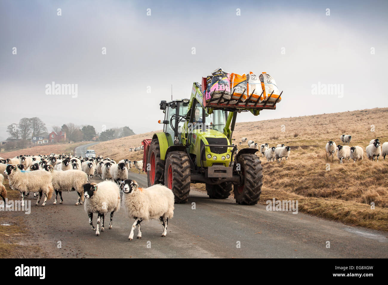 Landwirt grüne Traktor bringen zusätzliche Säcke mit Cob Winter Futter für Swaledale Schafen auf der North Yorkshire Moors Goathland Stockfoto