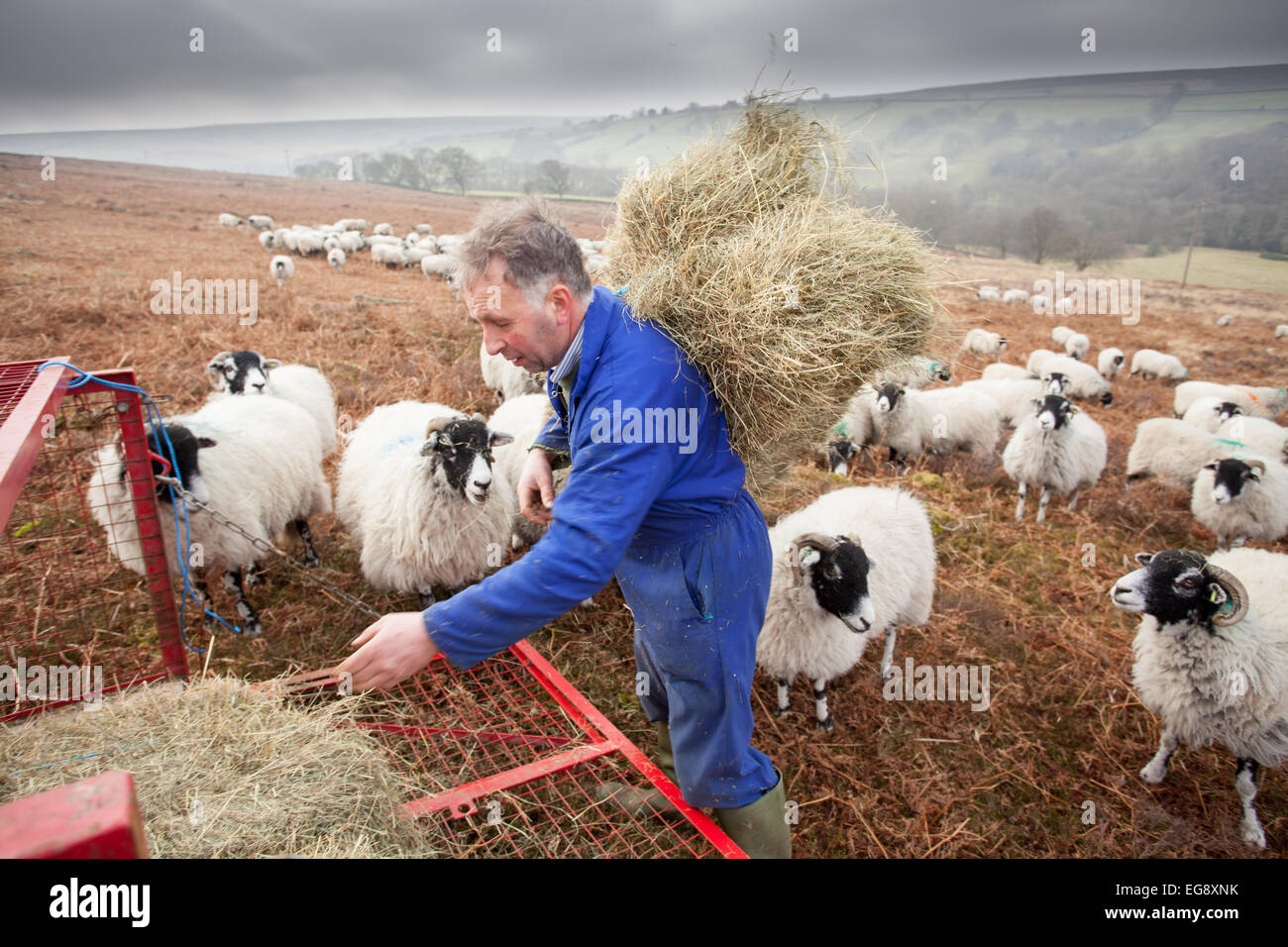 Landwirt Swaledale Schafen mit ergänzenden Goathland North Yorkshire Moors Heu füttern Stockfoto