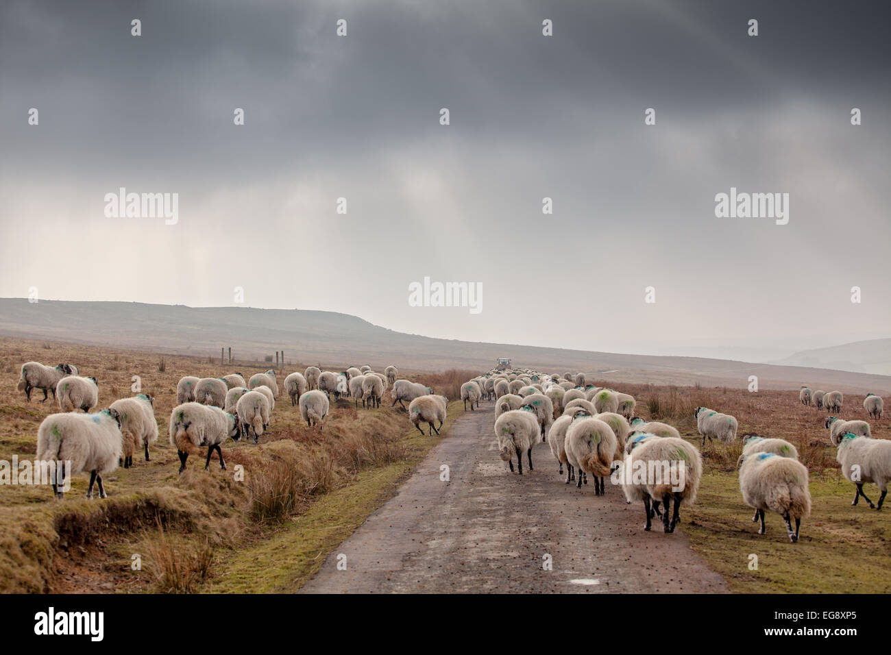 Schaf nach Bauer, ergänzende Futtermittel Swaledale Schafen im Winter Vorfrühling auf die North York Moors geben wird. Stockfoto