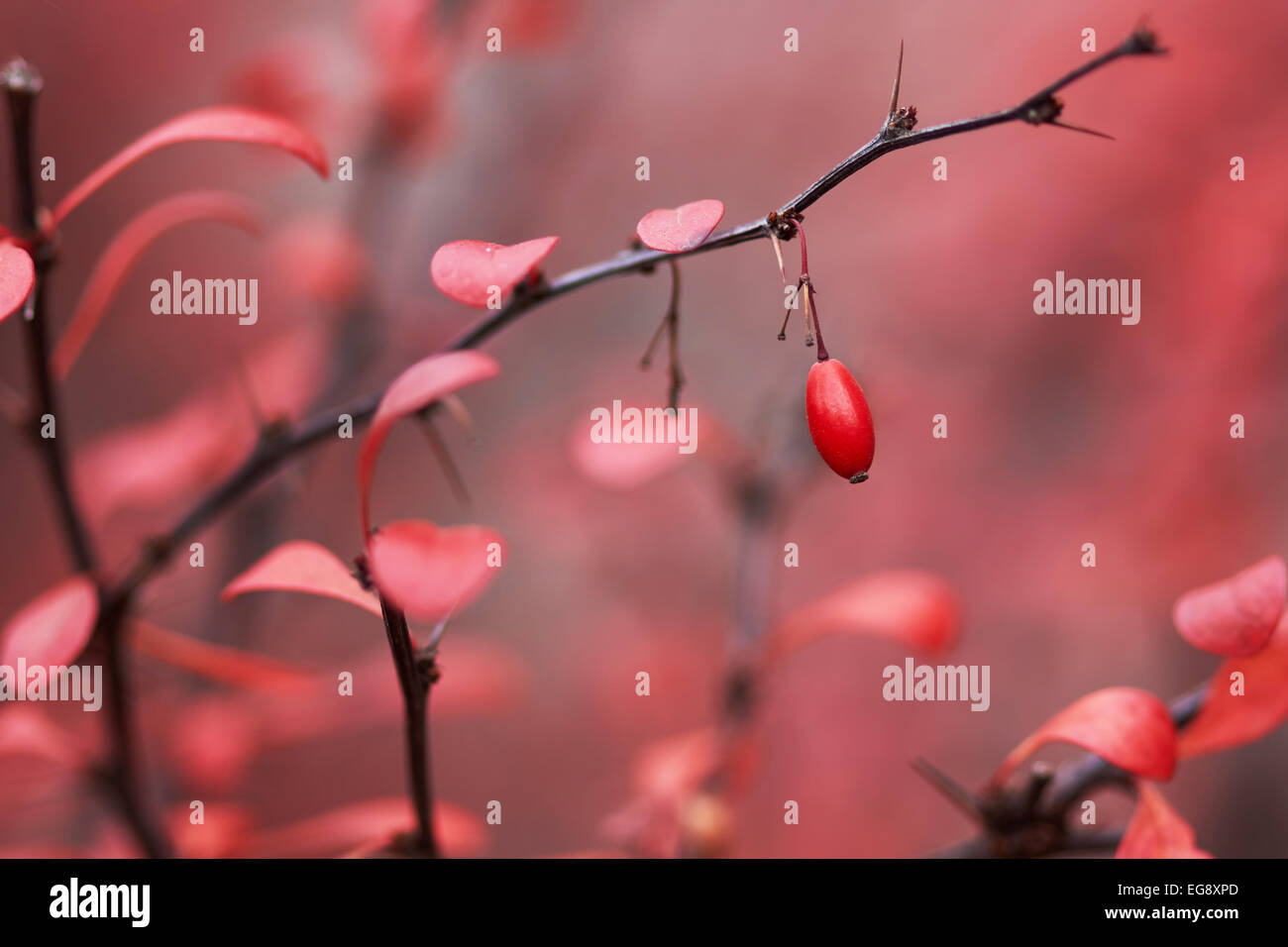 Berberitze Beeren im Herbst Garten im Oktober Stockfoto