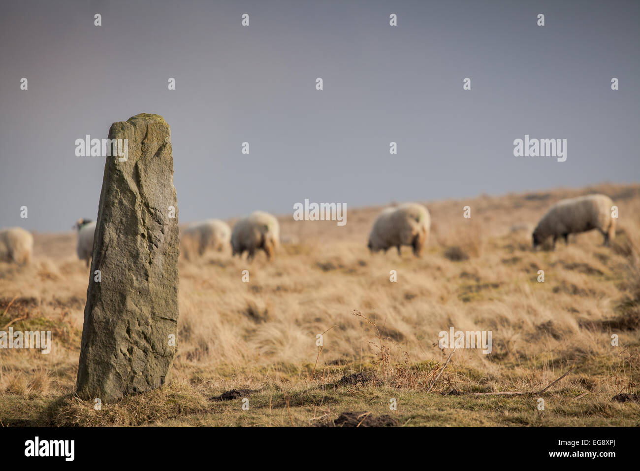Standingstone Wheeldale Goathland North Yorkshire Moors mit Swaledale Schafen im Hintergrund Stockfoto