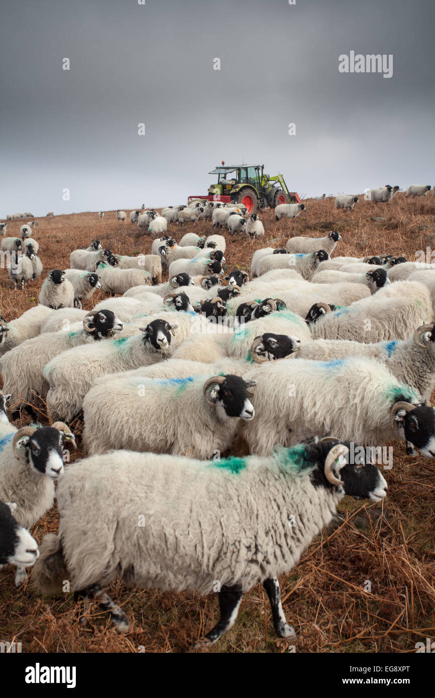Bauern geben ergänzende Futtermittel zu Swaledale Schafen im Winter Vorfrühling auf die North York Moors. Stockfoto