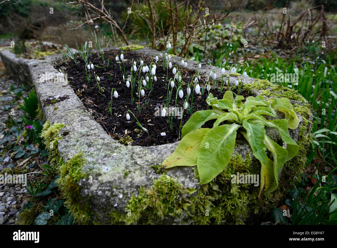 Stein, Trog Pflanzer weiße Schneeglöckchen Frühling Blumen Blume Blüte Einpflanzen Schema Primrose hill Lucan Dublin Rm floral Stockfoto