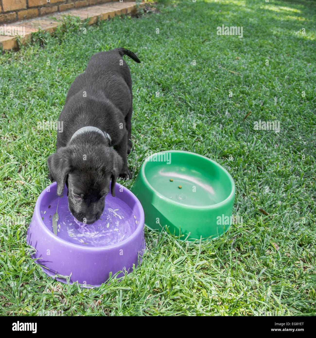 Labrador Welpen Trinkwasser draußen auf dem Rasen. Stockfoto