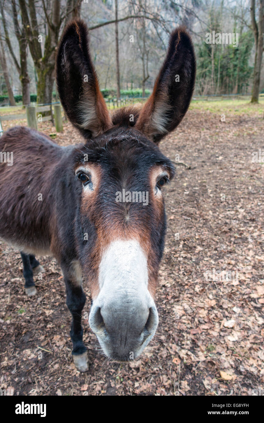 Esel Kopf mit weißen Nase und großen Ohren Nahaufnahme Stockfoto