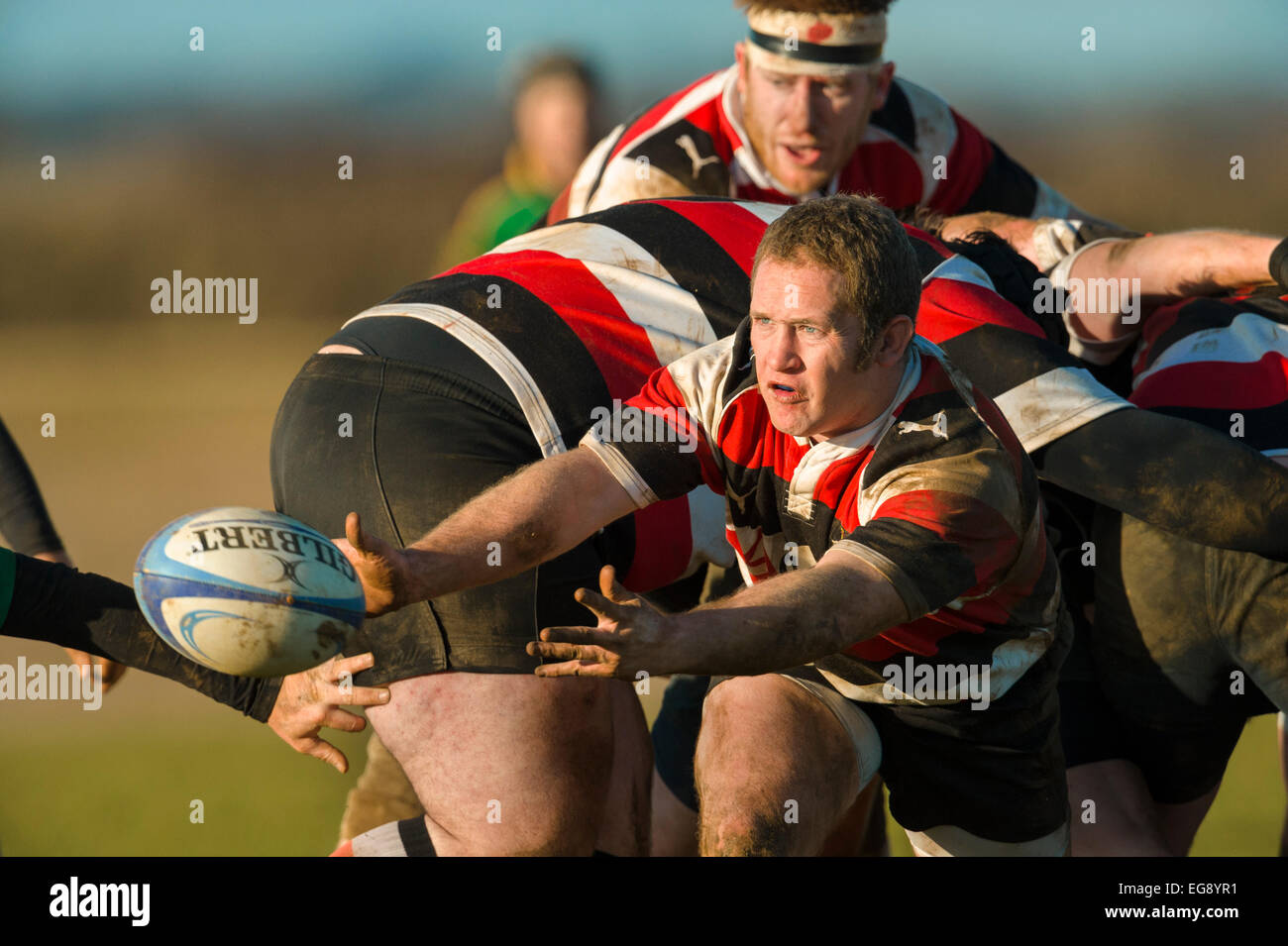 Rugby, Scrum halb in Aktion. Stockfoto