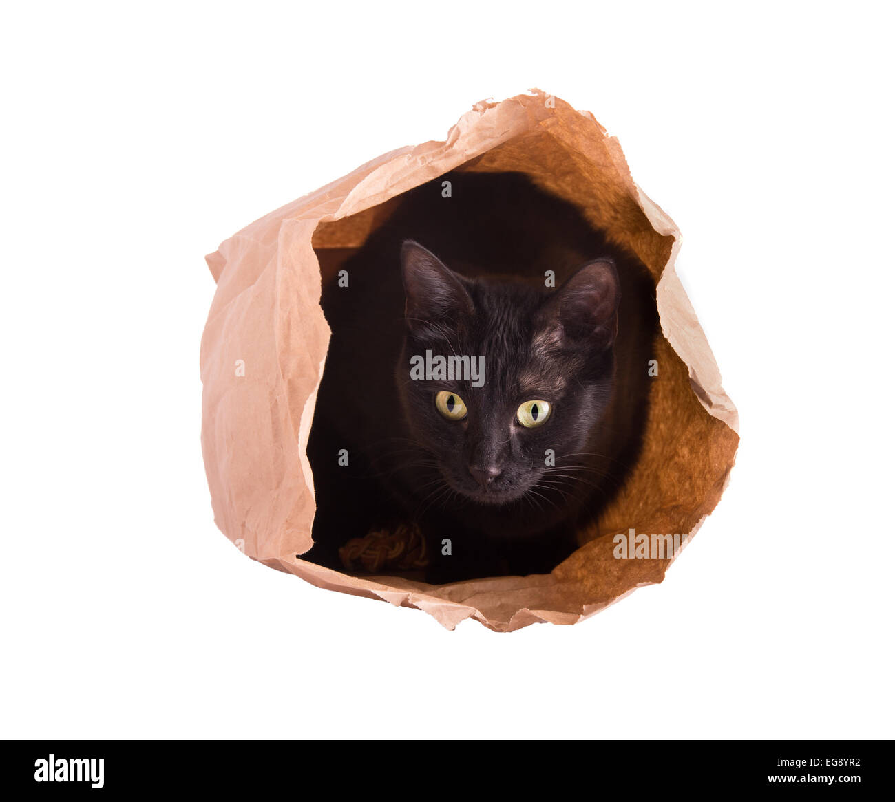 Katze versteckt sich in einer braunen Papiertüte, isoliert auf weiss Stockfoto