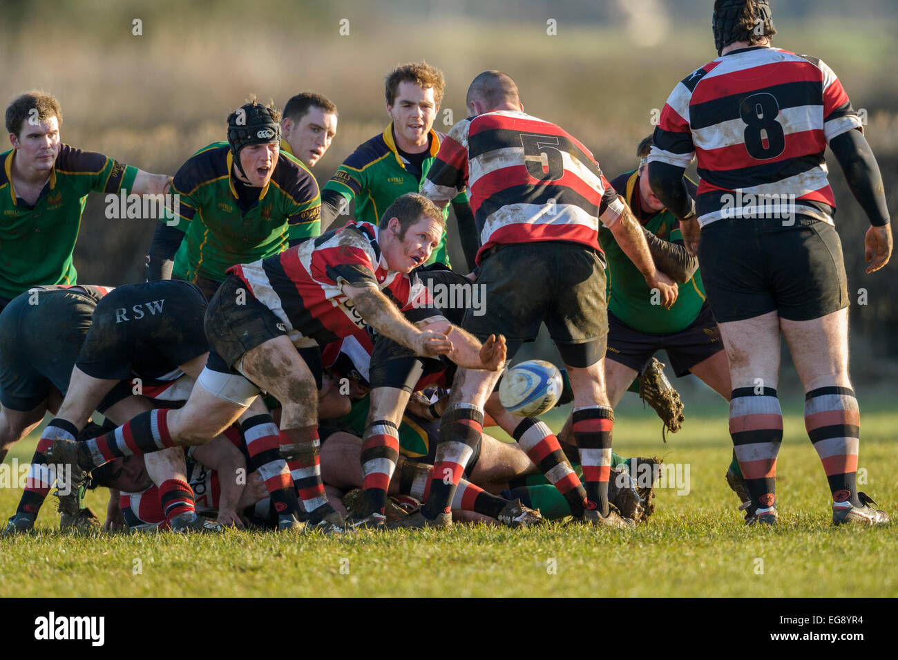 Rugby, Scrum halb in Aktion. Stockfoto