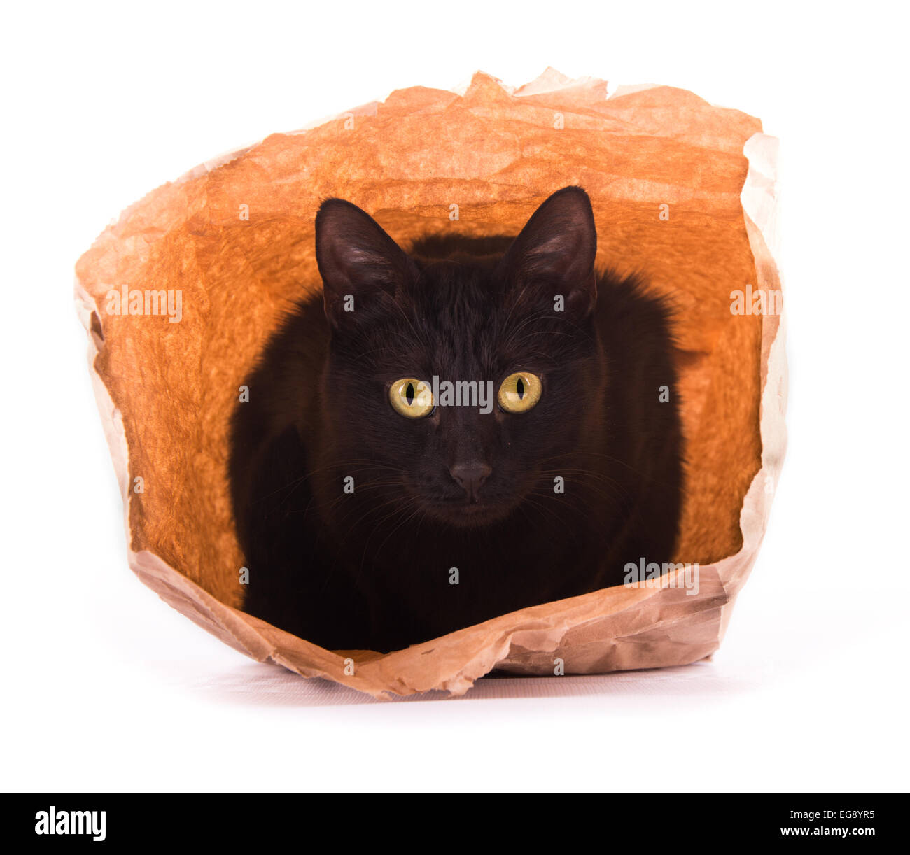 Schwarze Katze spielen und verstecken sich in eine braune Papiertüte mit Neugier schauen Stockfoto