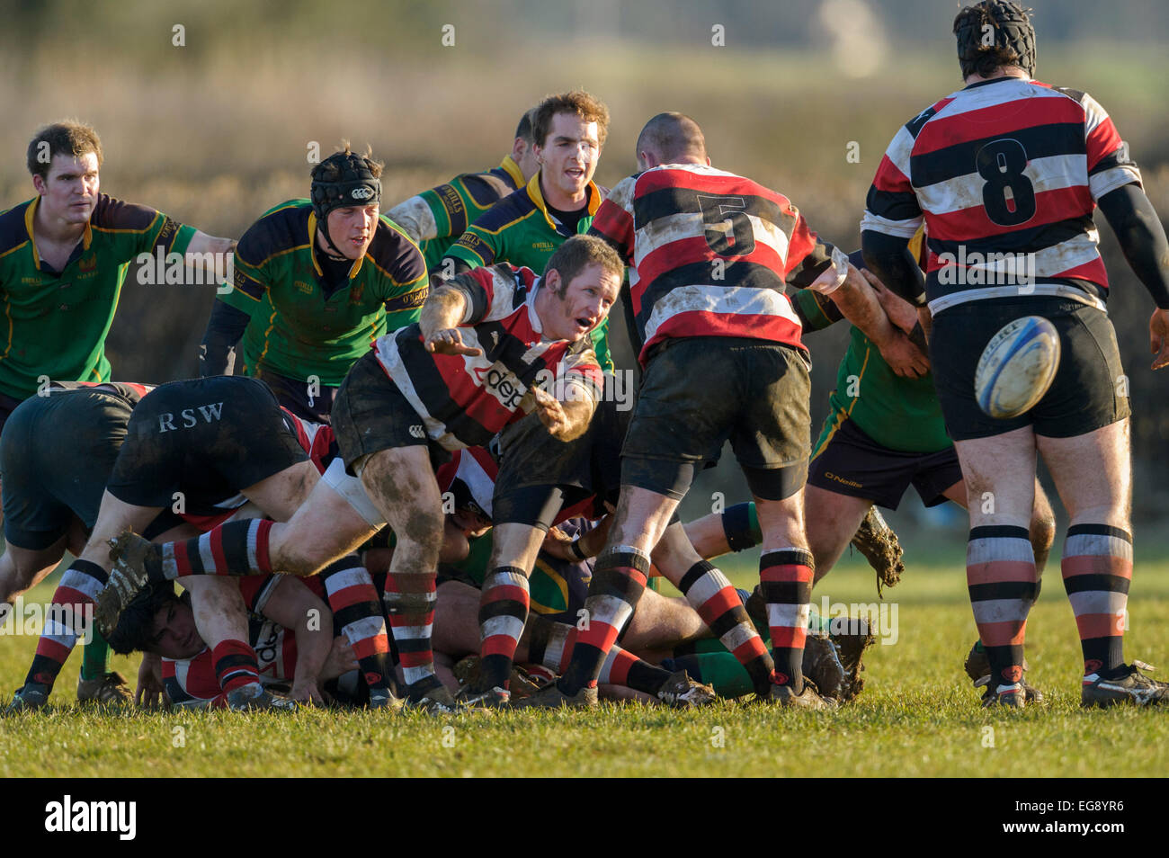Rugby, Scrum halb in Aktion. Stockfoto
