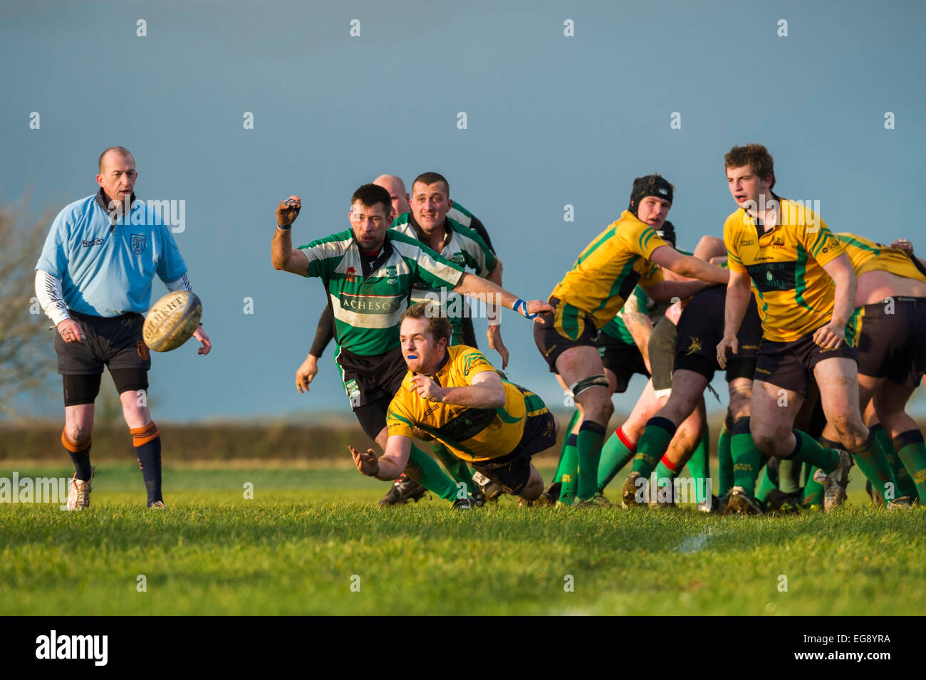 Rugby, Scrum halb in Aktion. Stockfoto