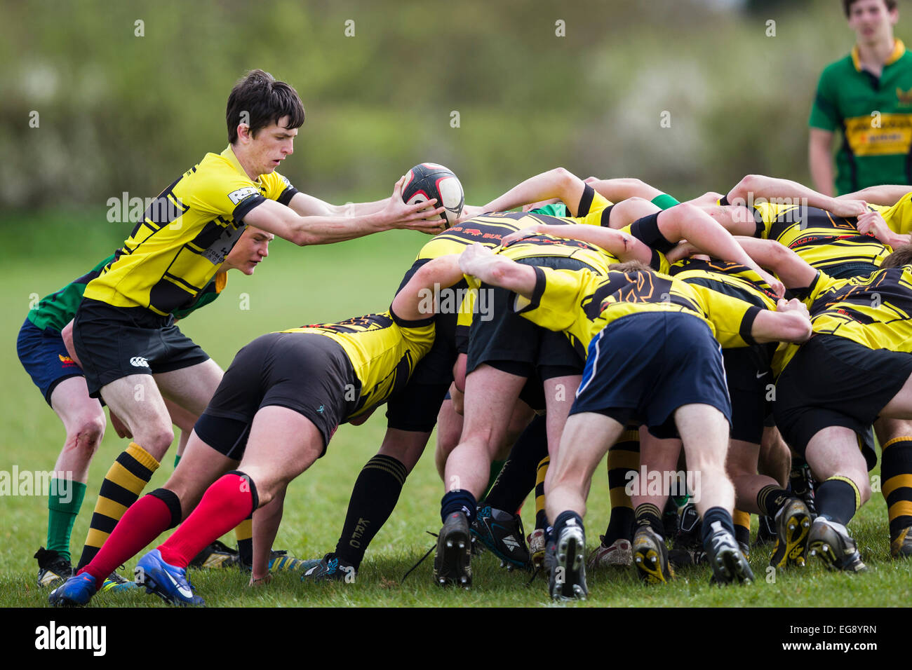 Rugby, Scrum halb in Aktion. Stockfoto