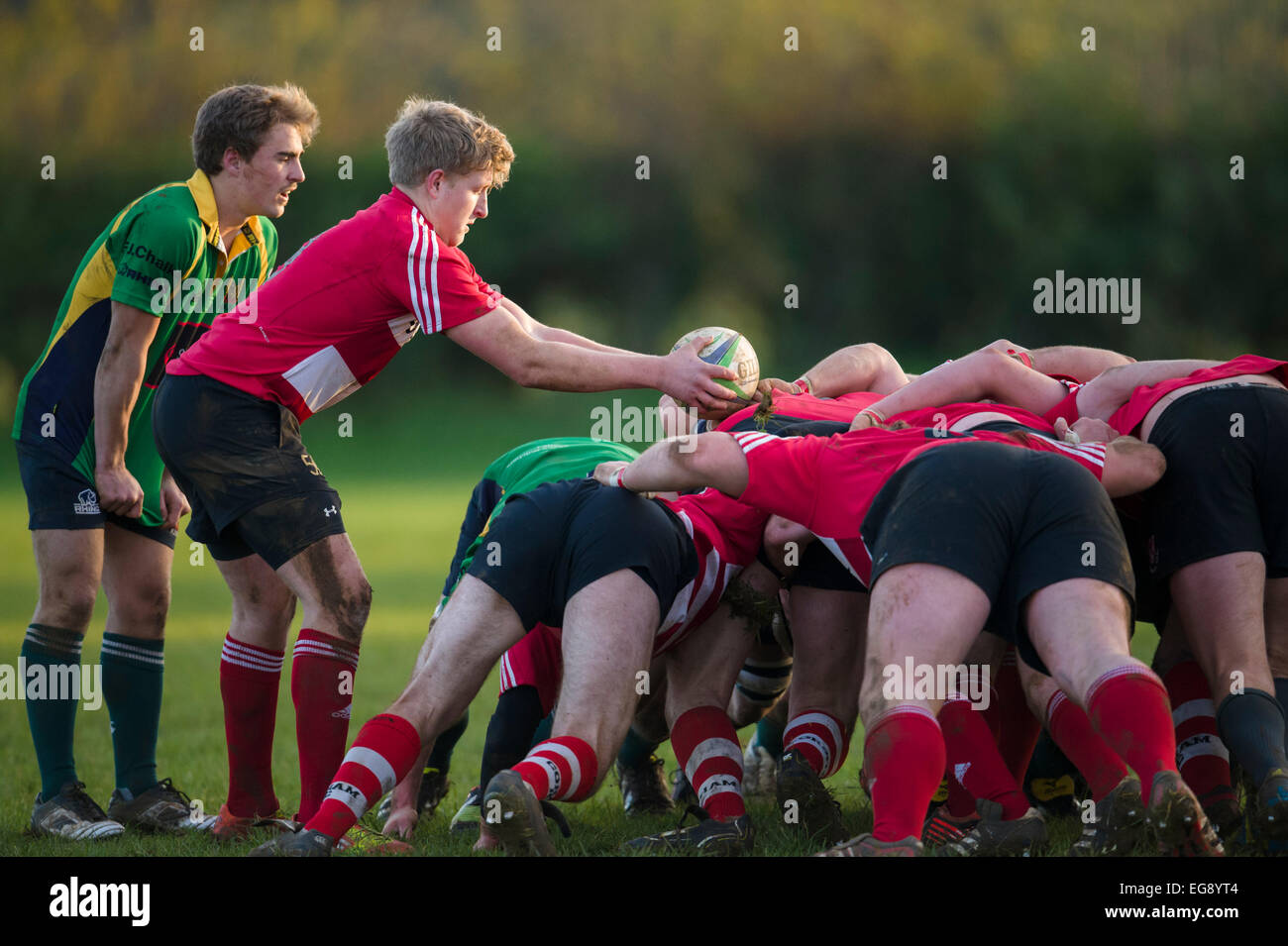 Rugby, Scrum halb in Aktion. Stockfoto
