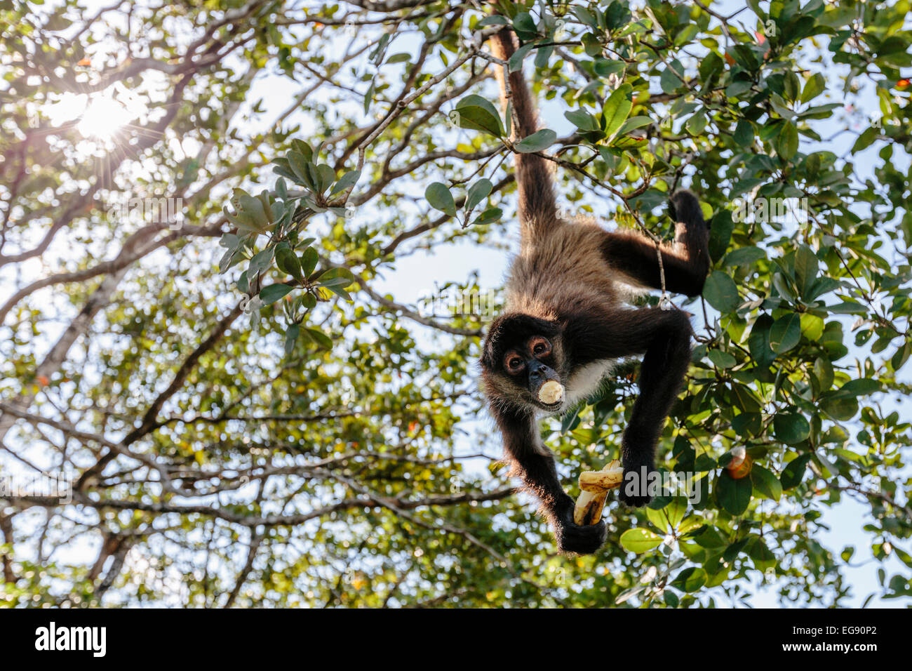 Eine Affe gefangen eine Banane zu essen, während kopfüber an einem Baum hängen Stockfoto