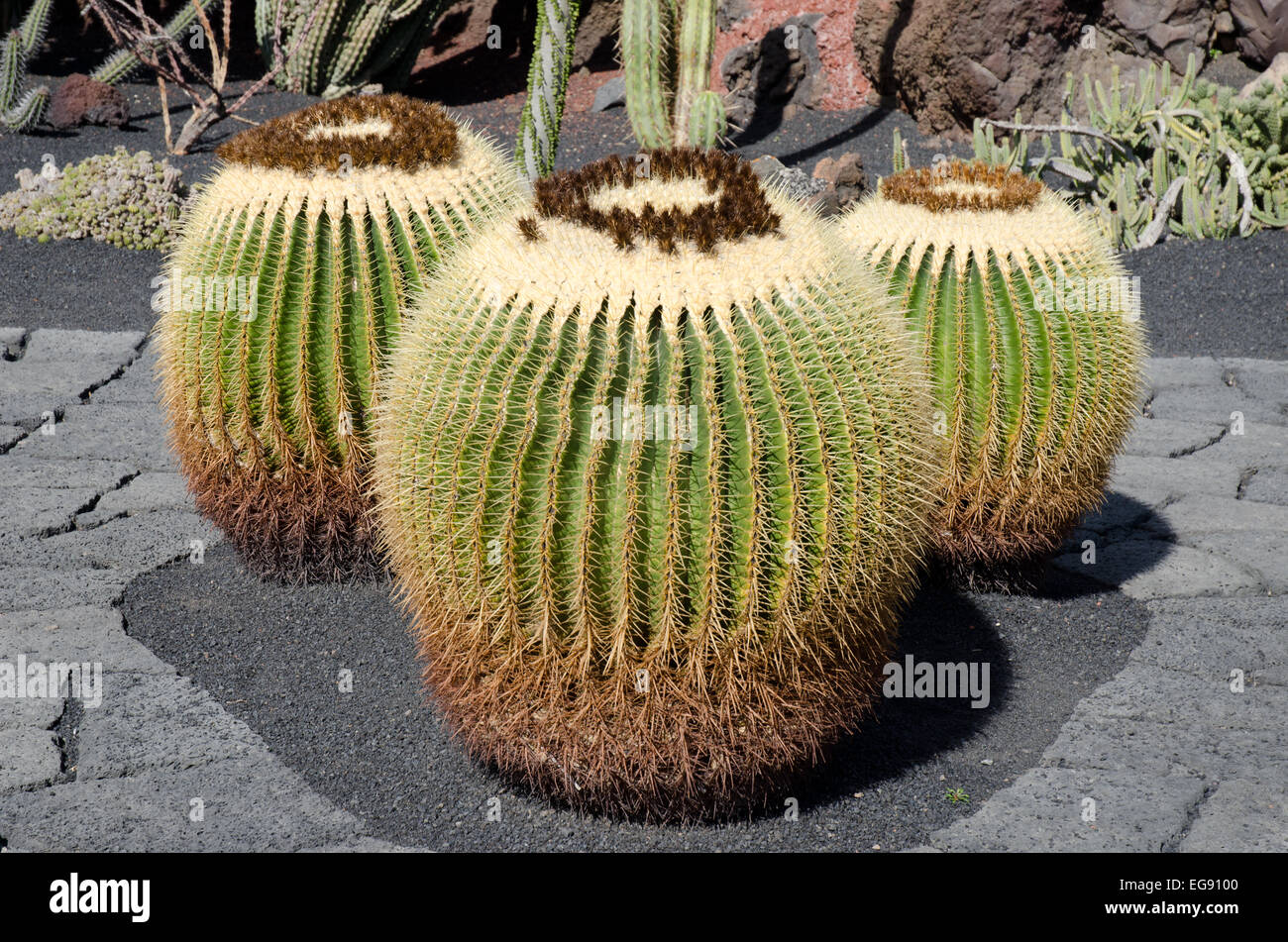 Barrel Kakteen wachsen in einem Garten in Lanzarote Kanarische Inseln Stockfoto Barrel Kakteen wachsen in einem Garten in Lanzarote Kanarische Inseln Stockfoto