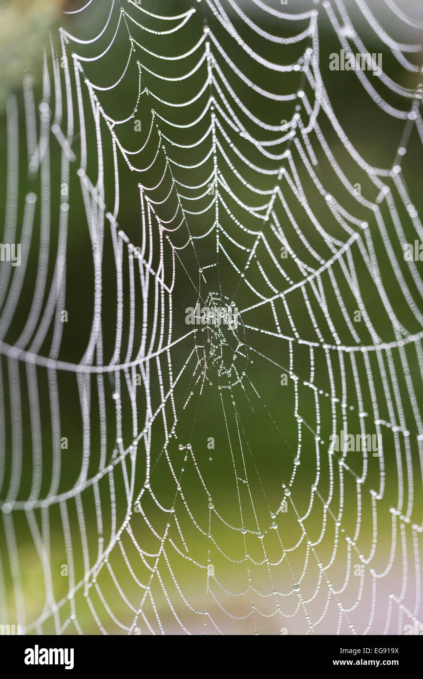 Tautropfen auf einem Spinnennetz. Stockfoto