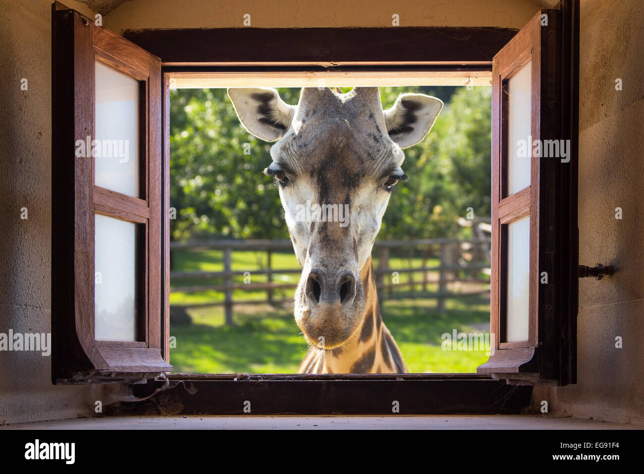Nahaufnahme von Giraffe starren auf das Fenster. Stockfoto