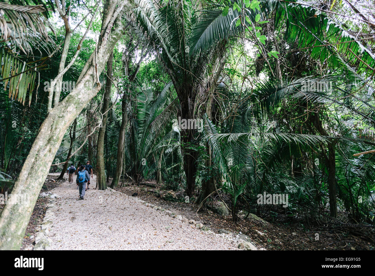 Urwaldwanderung im Lamanai, Belize Stockfoto