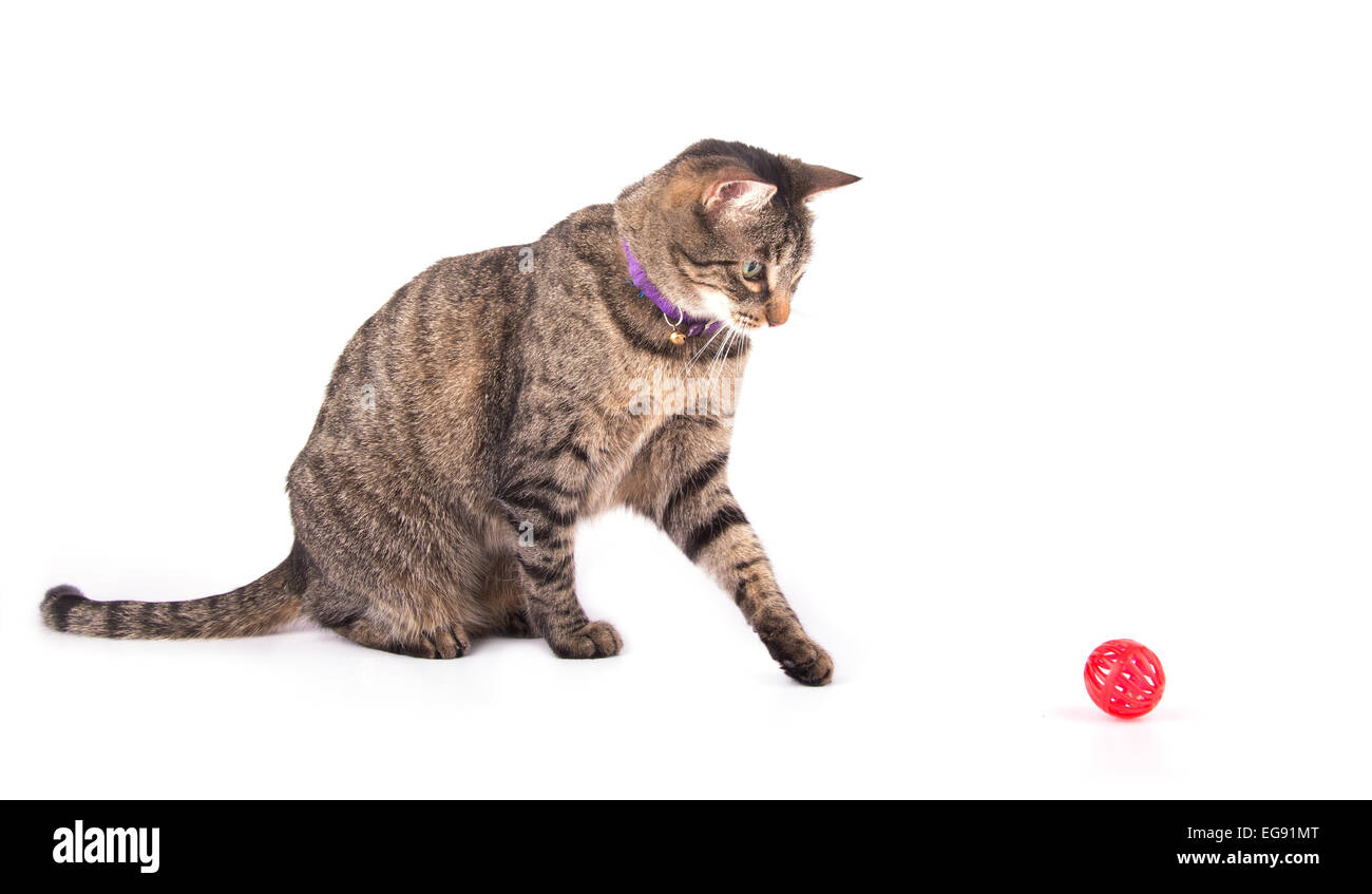 Braun Tabby Katze spielt mit einem roten Ball auf weiß Stockfoto