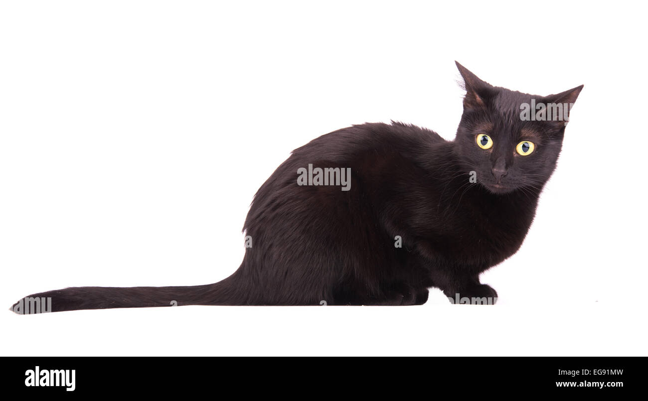 Schwarze Katze mit einem verwirrten Blick auf ihrem Gesicht, auf weiß Stockfoto