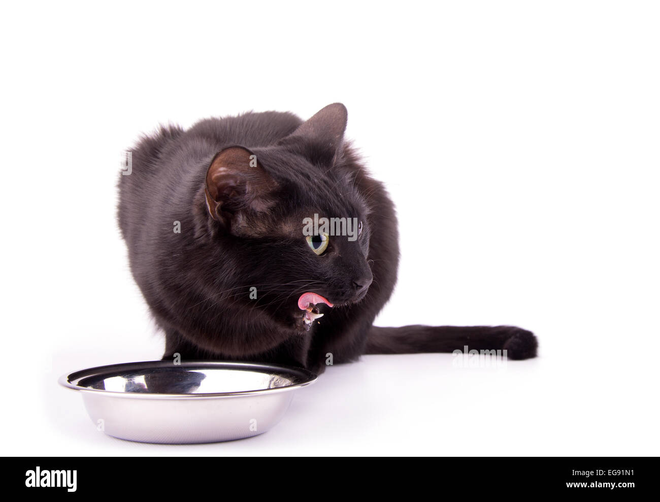 Schwarze Katze lecken ihre Lippen nach dem Essen ihre Nahrung auf weiß Stockfoto