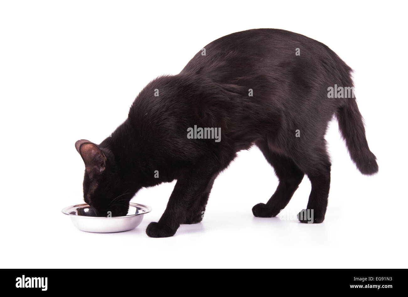 Süße schwarze Katze essen beim Aufstehen auf weiß Stockfoto