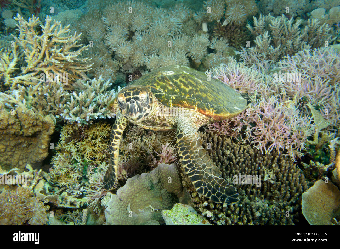 Echte Karettschildkröte, Erectmochelys Imbricata, Gili Lawa Laut, Indonesien. Stockfoto