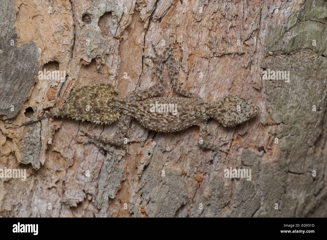 Südlichen Blatt-tailed Gecko, Phyllurus Platurus bei Glenbrook, New-South.Wales, Australien. Stockfoto