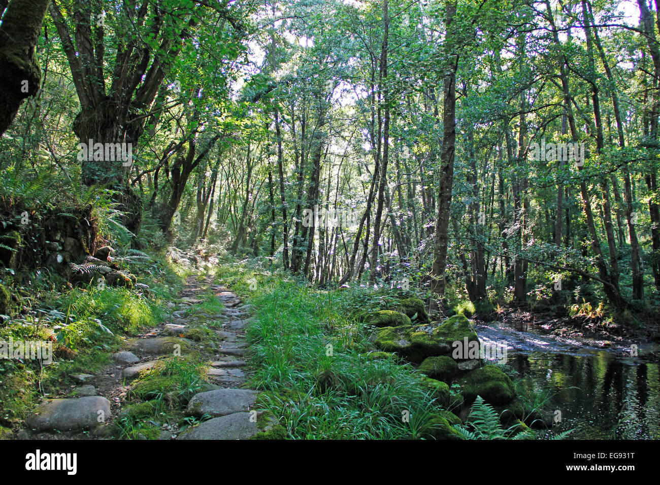 Fluss in den Wald grünen Ast Stockfoto