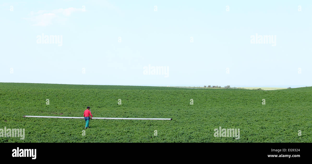 Ein Migrant Landarbeiter bewegen Sprinkler Rohr Kartoffeln in einem Bauernhof Feld bewässern Stockfoto