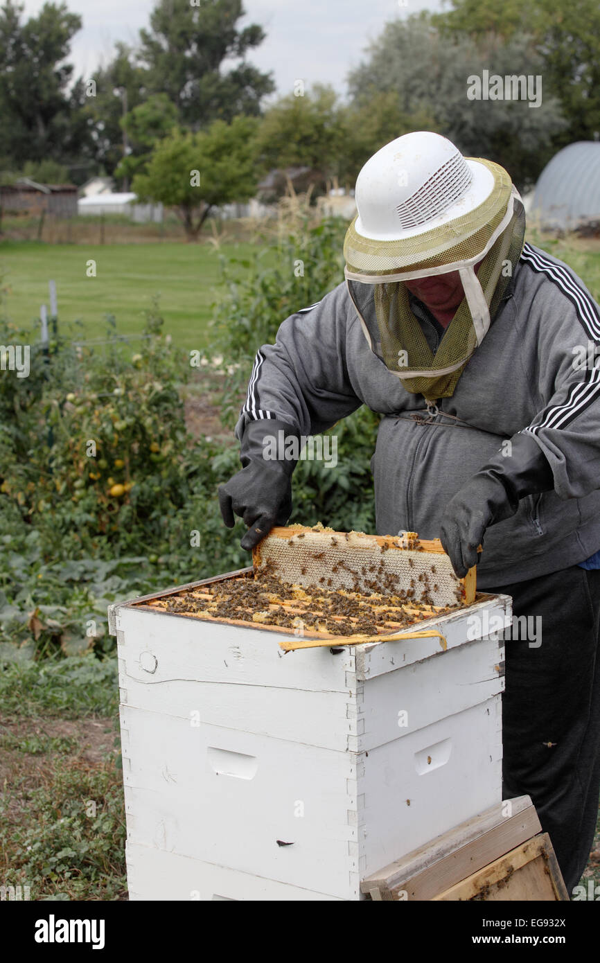 Entfernen von Frames aus einem Bienenstock, Honig zu extrahieren. Stockfoto