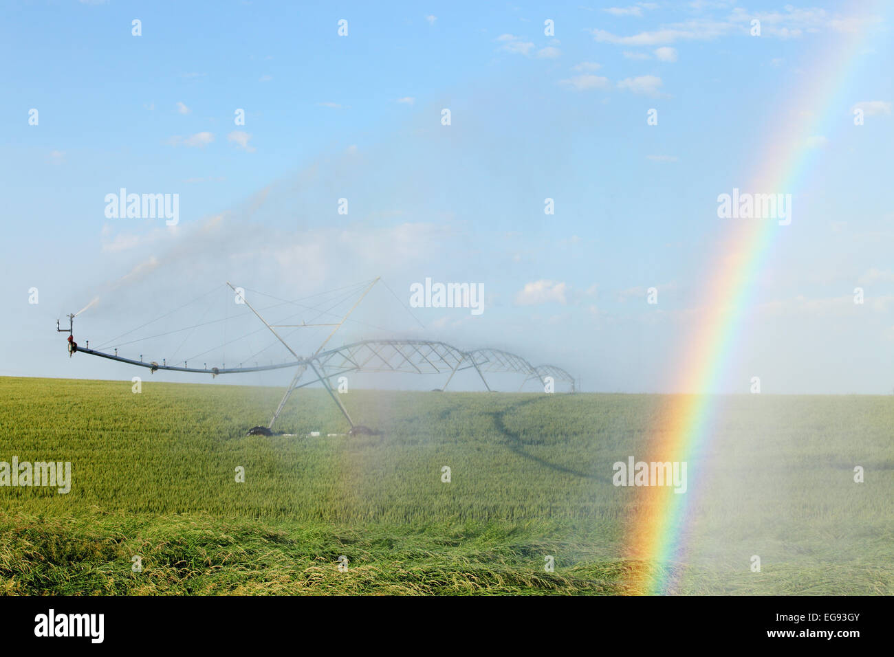 Ein Center Pivot Sprinkler Bewässerung ein Weizenfeld Stockfoto