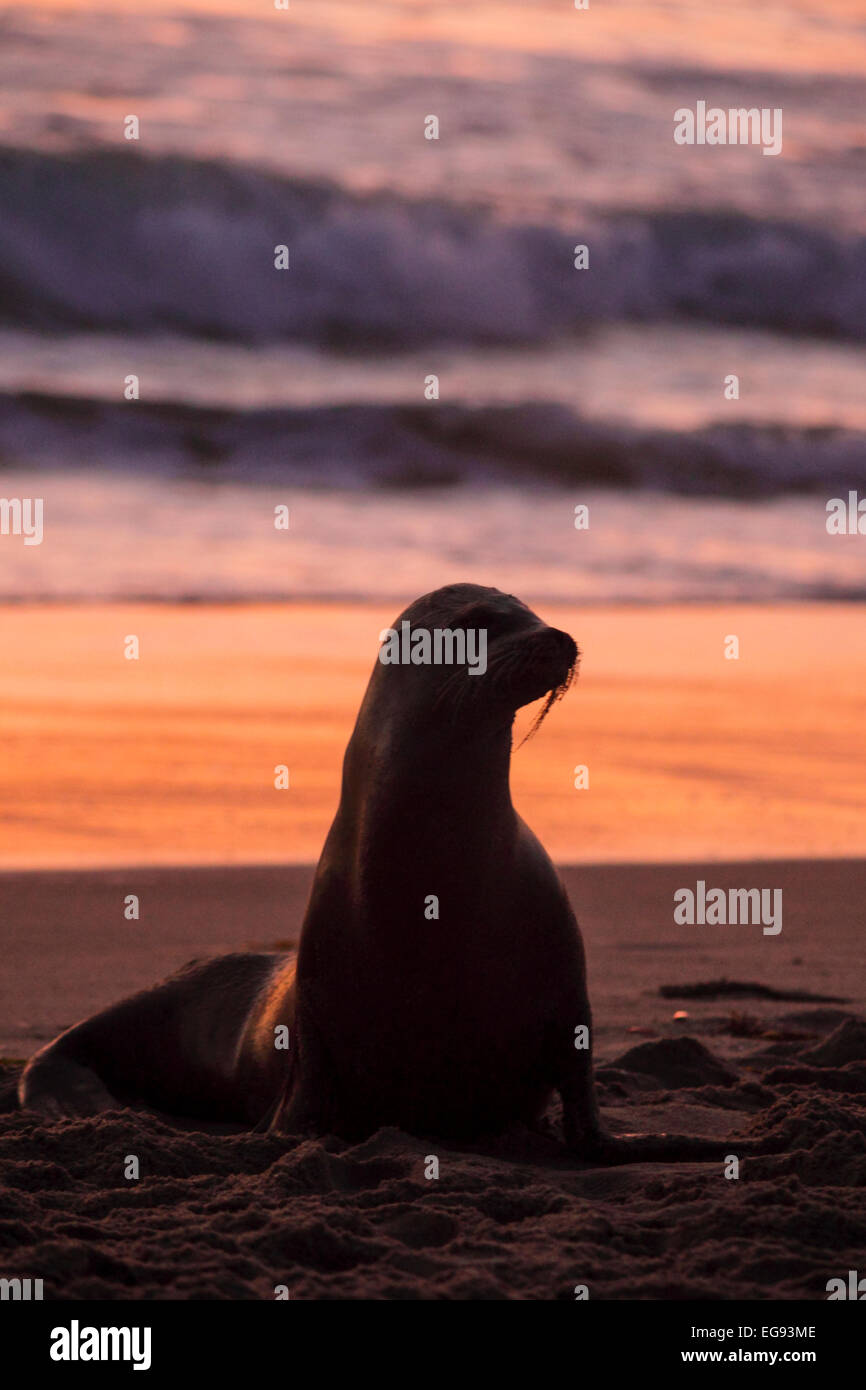 Kalifornische Seelöwe am Strand von Santa Monica in Südkalifornien bei Sonnenuntergang Stockfoto