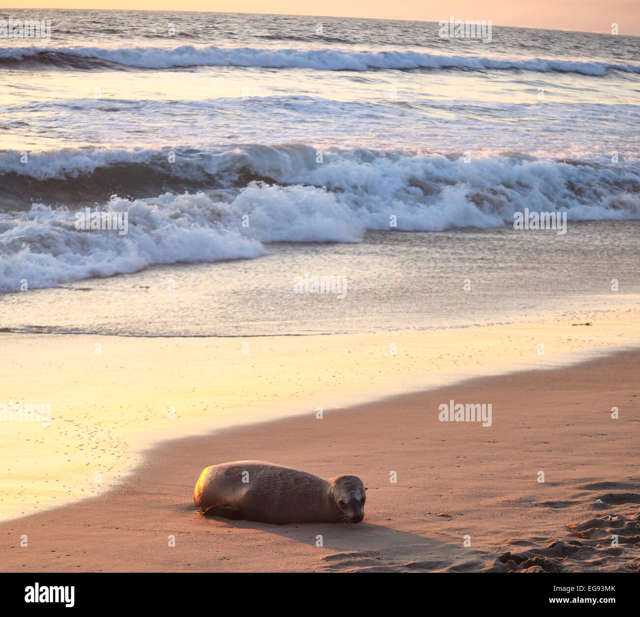 Kalifornische Seelöwe am Strand von Santa Monica in Südkalifornien bei Sonnenuntergang Stockfoto