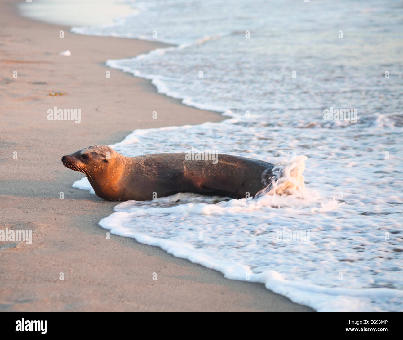 Kalifornische Seelöwe am Strand von Santa Monica in Südkalifornien Stockfoto