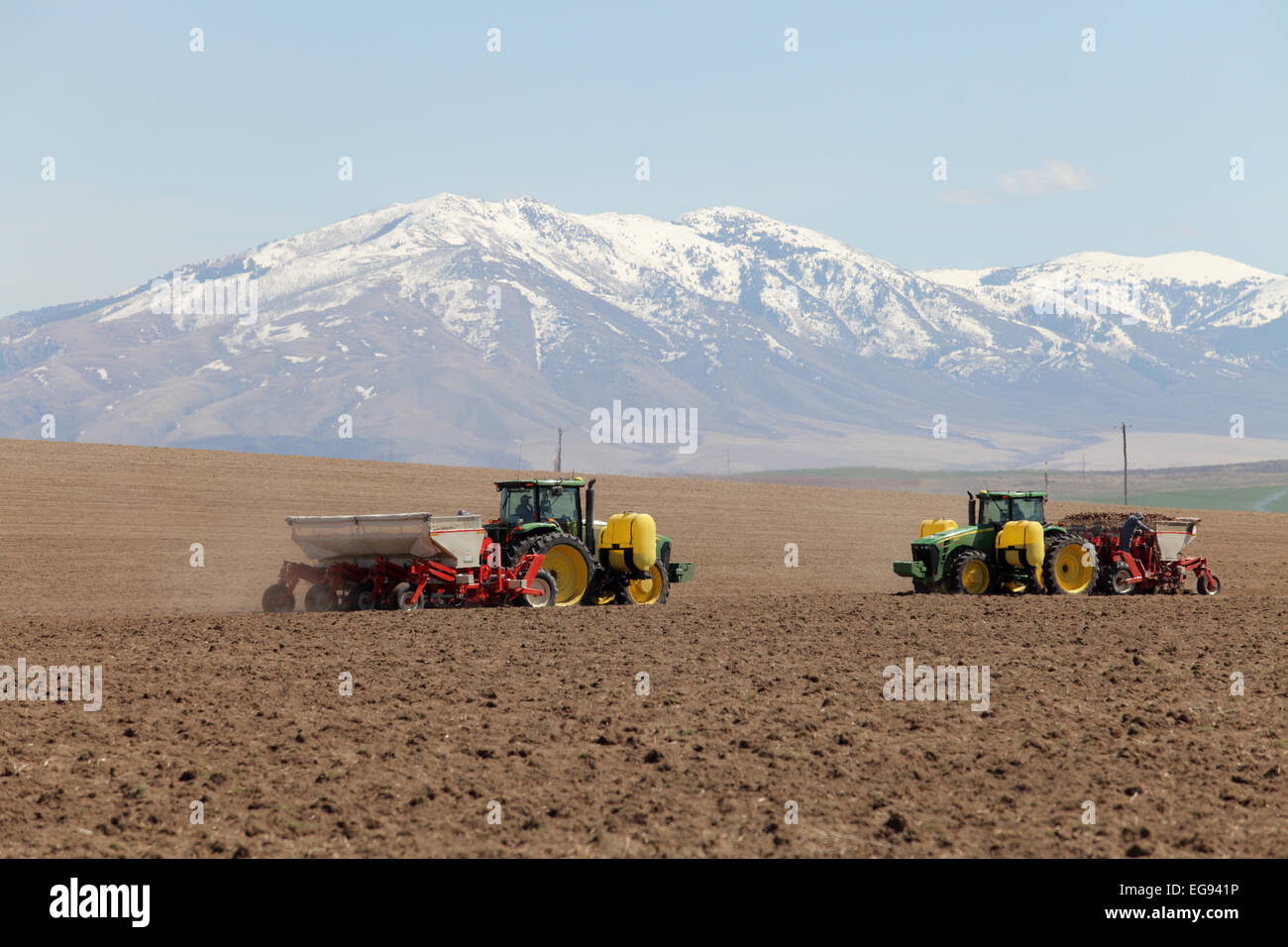 Zwei Traktoren im Feld Kartoffeln Pflanzen Stockfoto