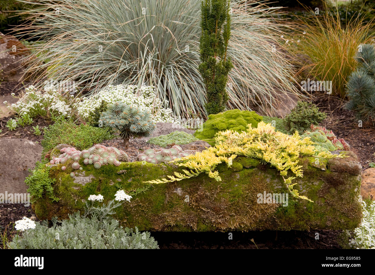 Hypertufa Pflanzgefäße mit Nadelbäumen, Sukkulenten, Alpines und Sukkulenten Stockfoto