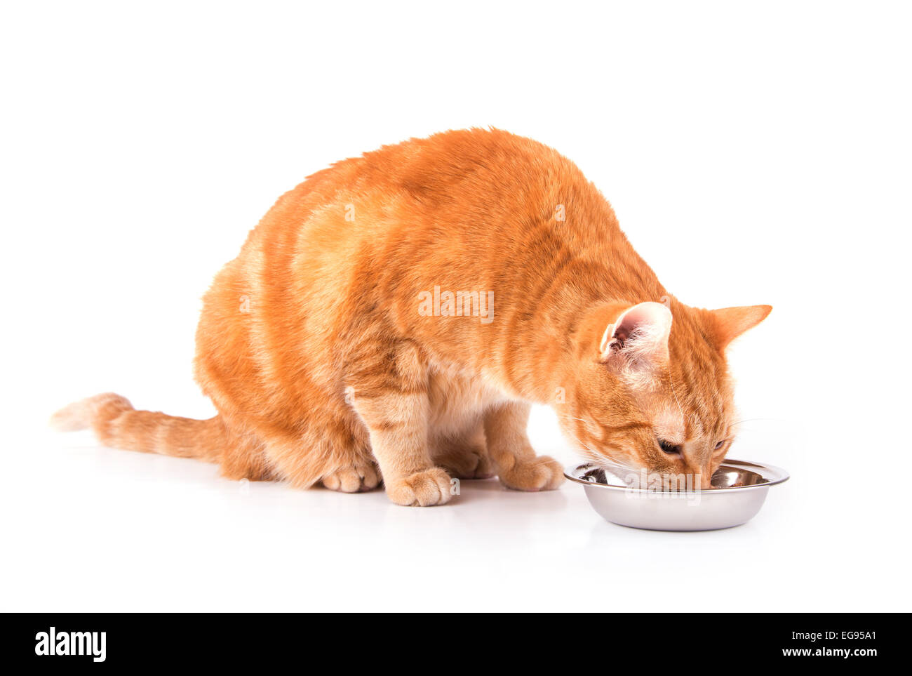 Orange Tabby Katze essen aus einer silbernen Schüssel, auf weiß Stockfoto