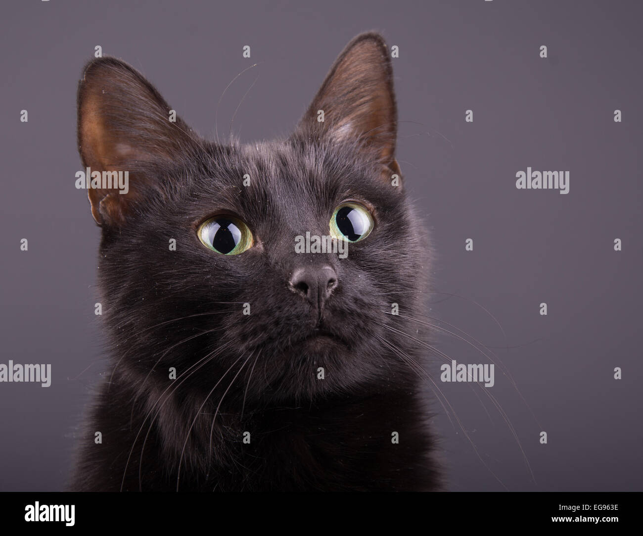 Nahaufnahme einer entzückenden schwarze Katze gegen dunkelgrauen Hintergrund Stockfoto