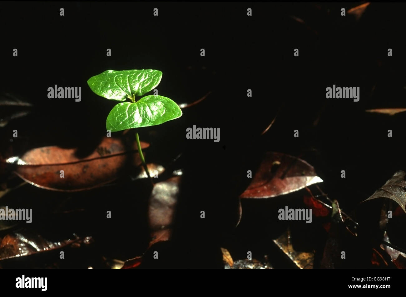 Sonnenbeschienenen Quaruba (Vochysia hondurensis) Baumkotyledon wächst in Laubstreu auf einem tropischen Regenwaldboden und erhält Sonnenlicht vom Sonnenfleck Belize Stockfoto