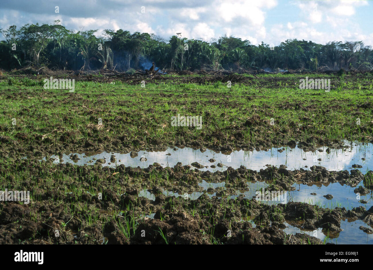 Tropische Sumpfwälder wurden kürzlich in Belize, Mittelamerika, für den Anbau abgebaut und verbrannt Stockfoto