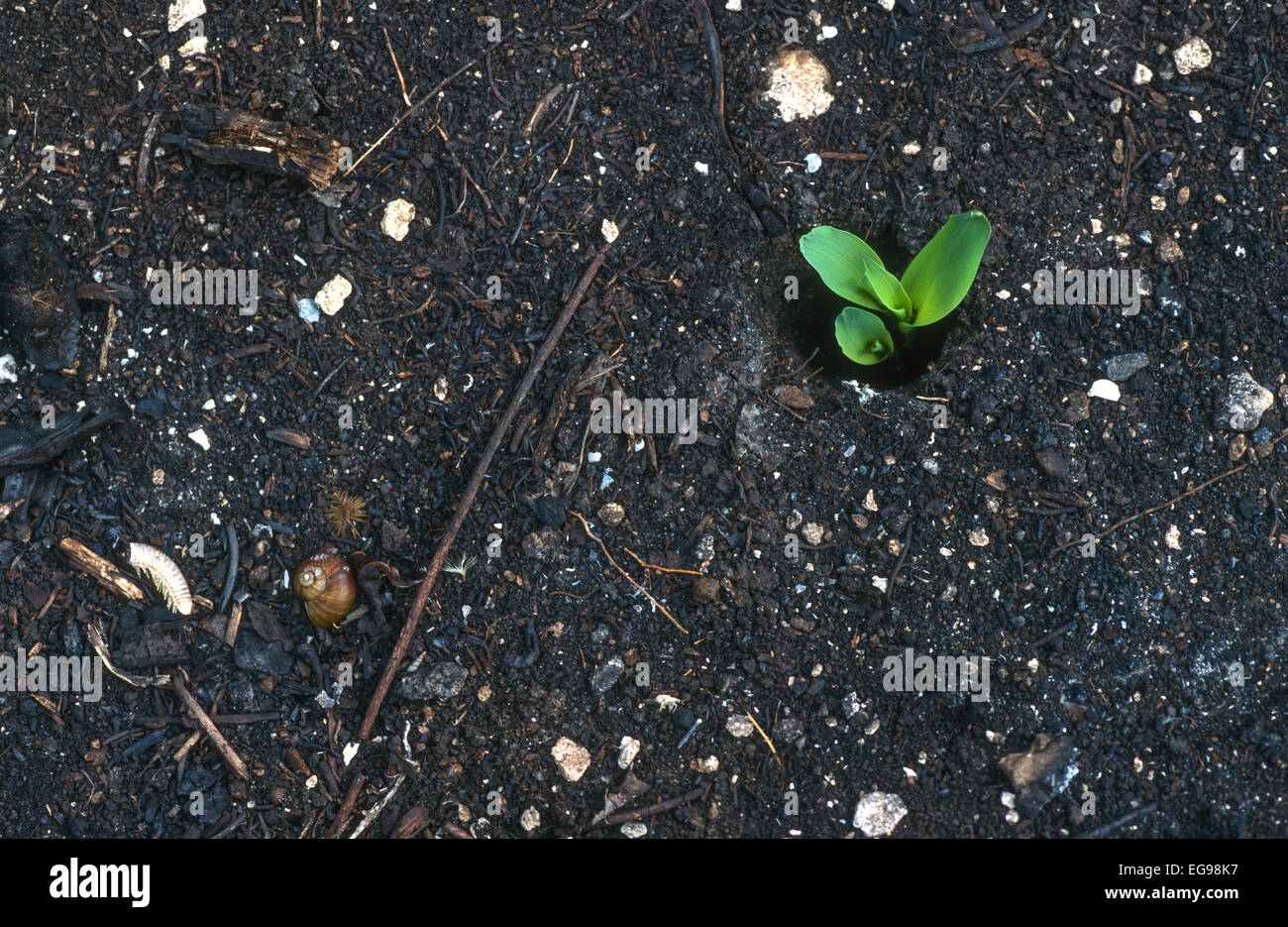 2 Wochen nachdem das Feld vom tropischen Regenwald geräumt und für landwirtschaftliche Flächen verbrannt wurde, tauchte auf der Maya-Farm Maiskeimlinge aus dem Boden auf. Zea mays Stockfoto