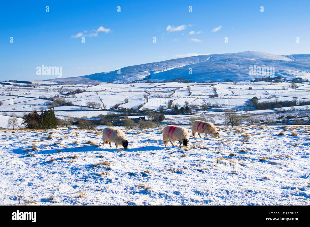 Schafbeweidung im Schnee auf Hochmoor Weide am nördlichen Fjälls in der Nähe von Caldbeck, Lake District, Cumbria, England UK, Winter Stockfoto