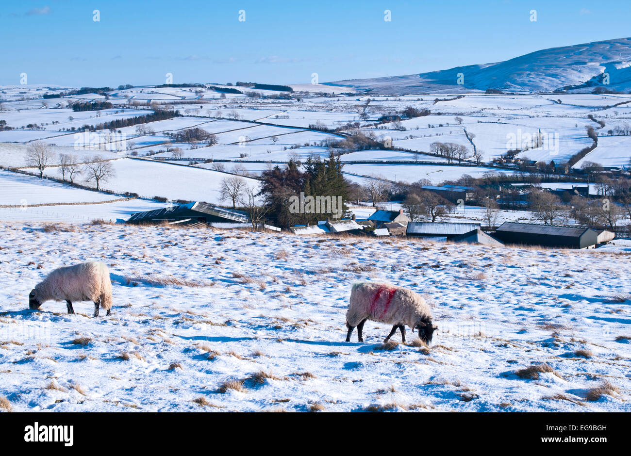 Schafbeweidung im Schnee auf Hochmoor Weide am nördlichen Fjälls in der Nähe von Caldbeck, Lake District, Cumbria, England UK, Winter Stockfoto