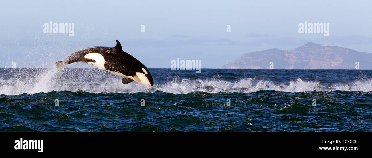 Orca (Orcinus Orca) Porpoising, False Bay, Südafrika. Stockfoto