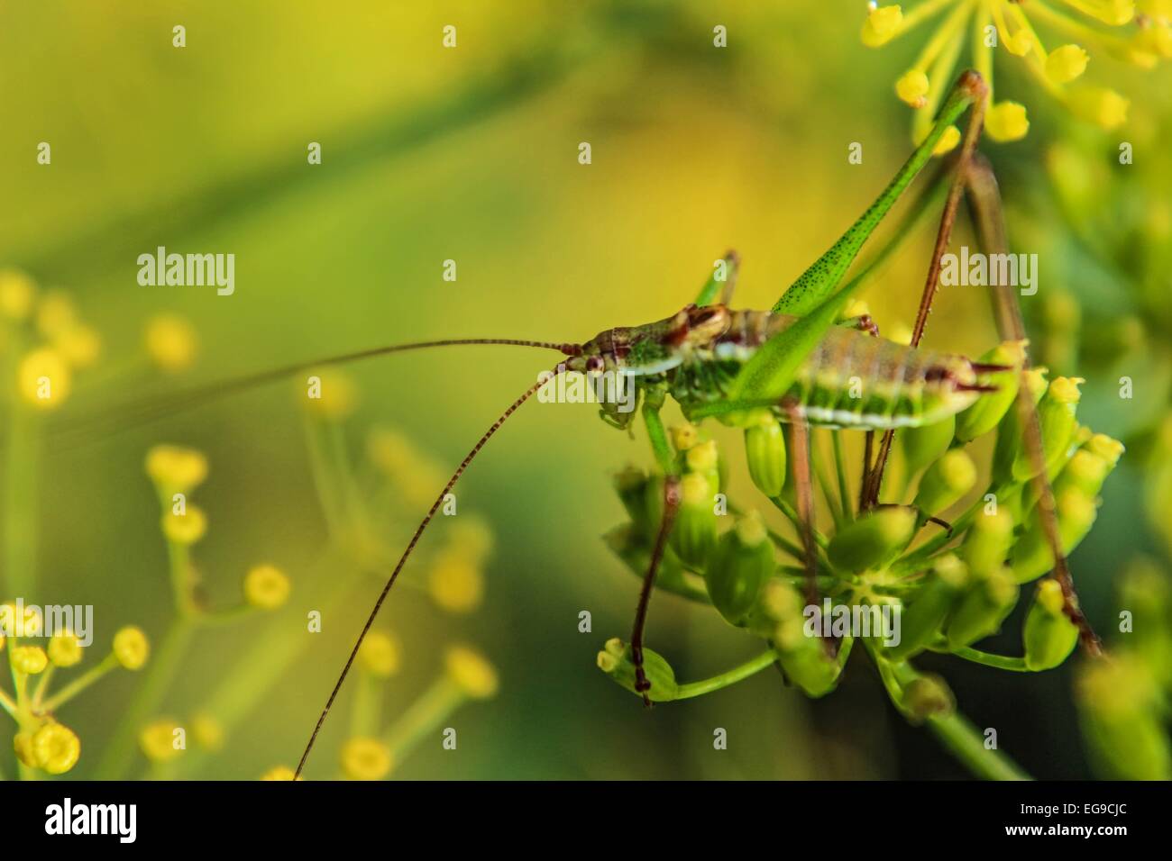 Bug, Insekt - Heuschrecke auf Dill - gelb-grünen Hintergrund Stockfoto