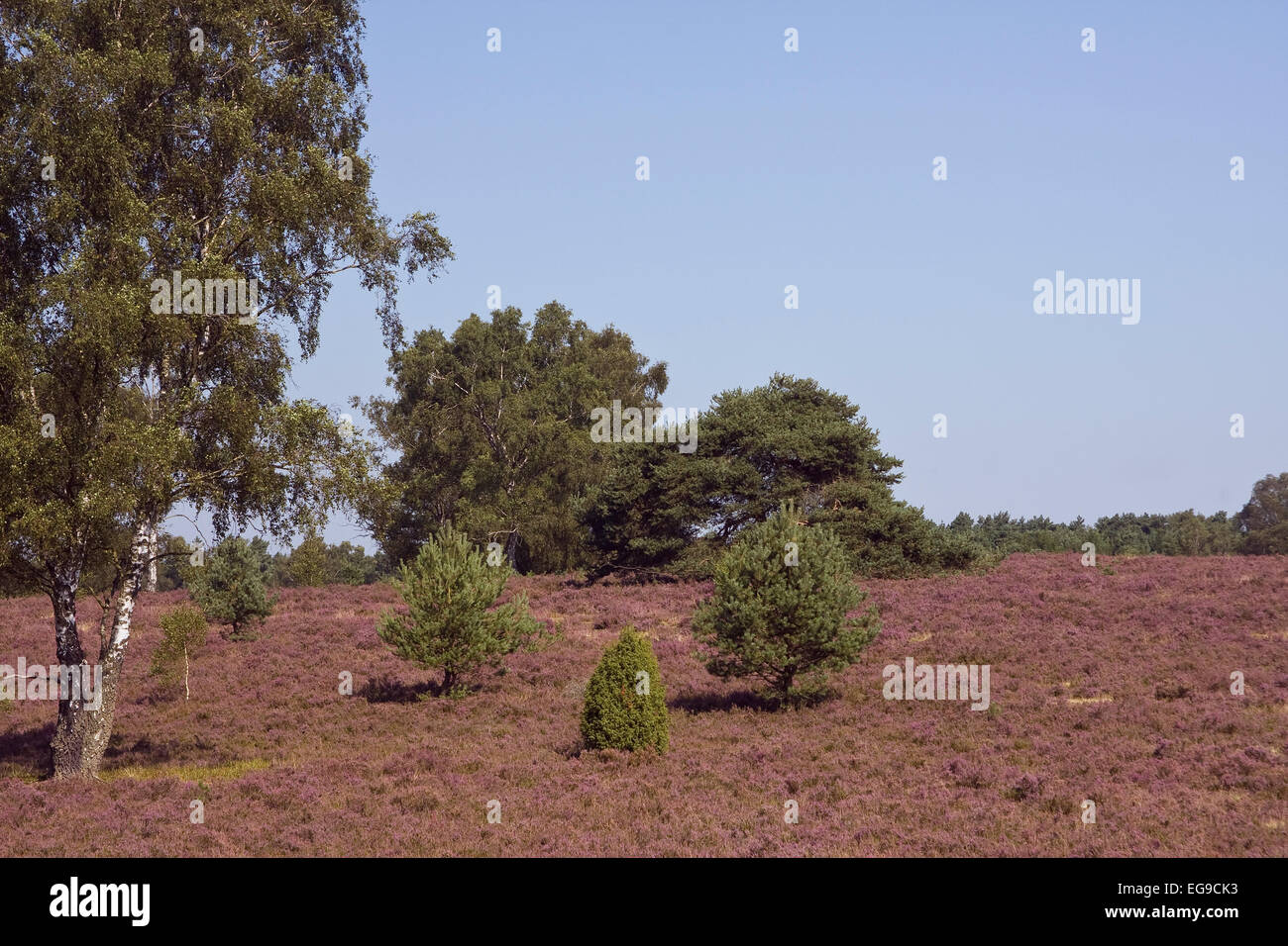 Landschaft mit blühenden Heidekraut (Calluna vulgaris) Naturschutzgebiet Lüneburger Heide, Niedersachsen, Deutschland, Europa Stockfoto